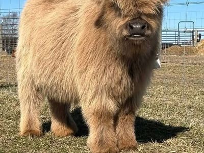 Miniature Scottish Highland