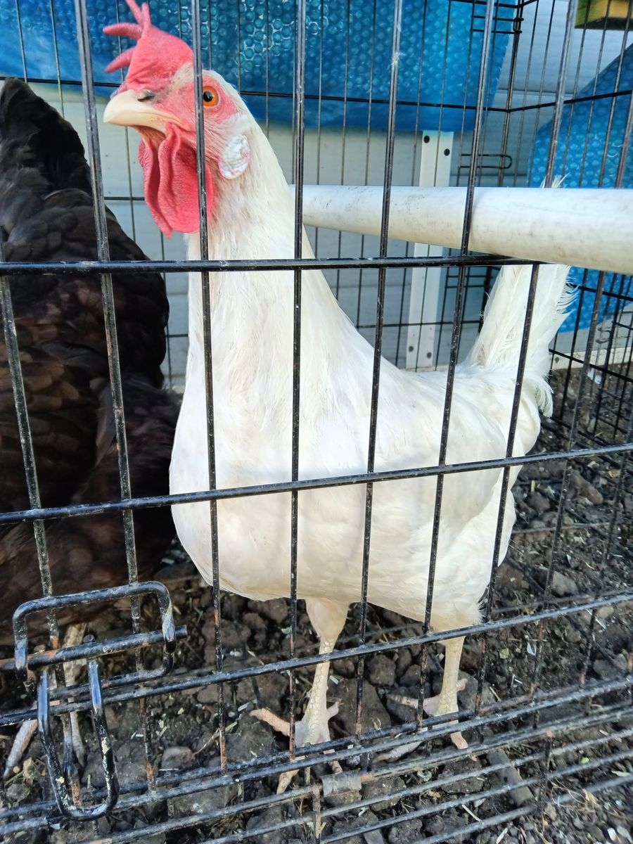 White Leghorn hens