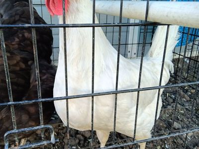 White Leghorn hens