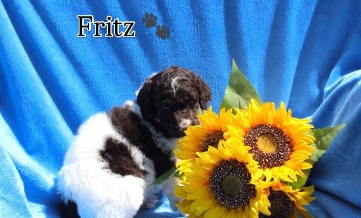 AKC Purebred Standard Parti Poodle Puppies