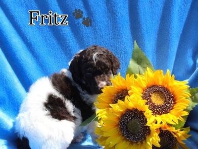AKC Purebred Standard Parti Poodle Puppies