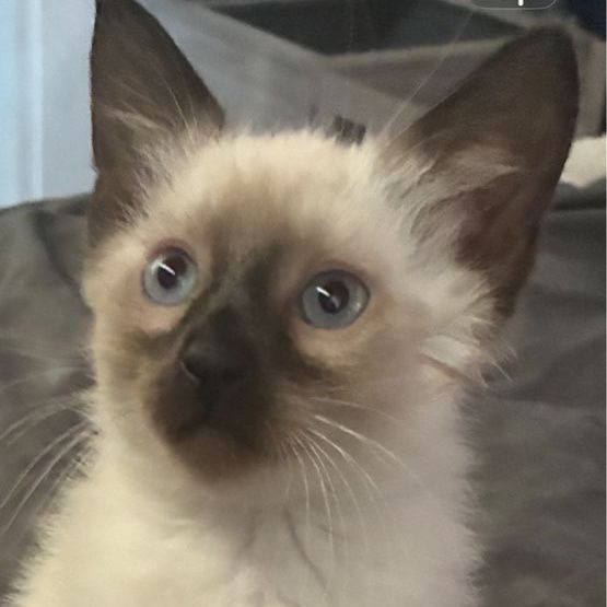 Adorable Ragdoll Siamese mixed Semi-Long Hair Seal Point Kitten – Ready for a Forever Home!