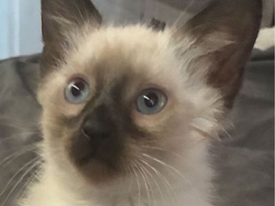 Adorable Ragdoll Siamese mixed Semi-Long Hair Seal Point Kitten – Ready for a Forever Home!