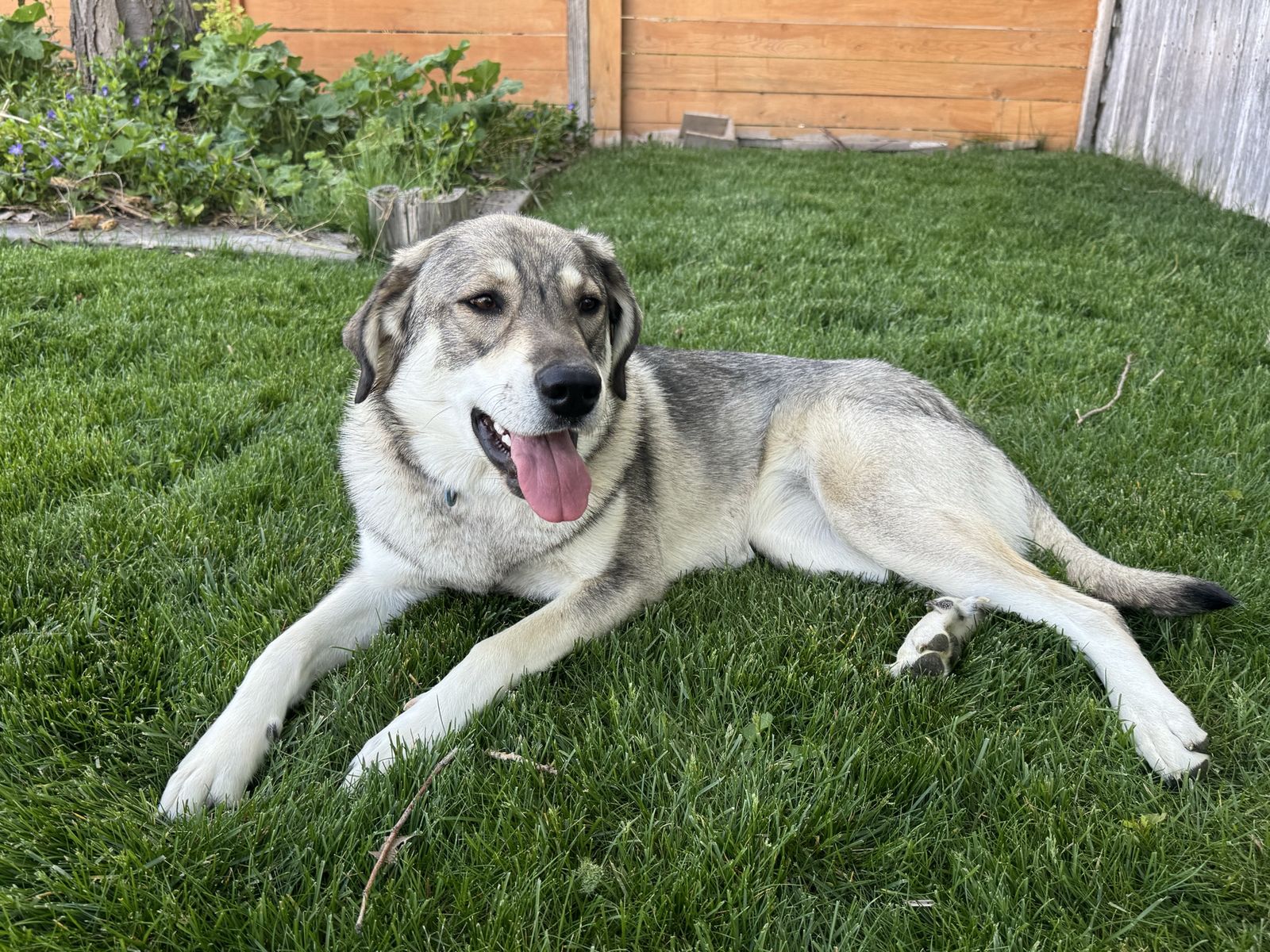 Super Sweet Pyrenees Lab (just under 1)