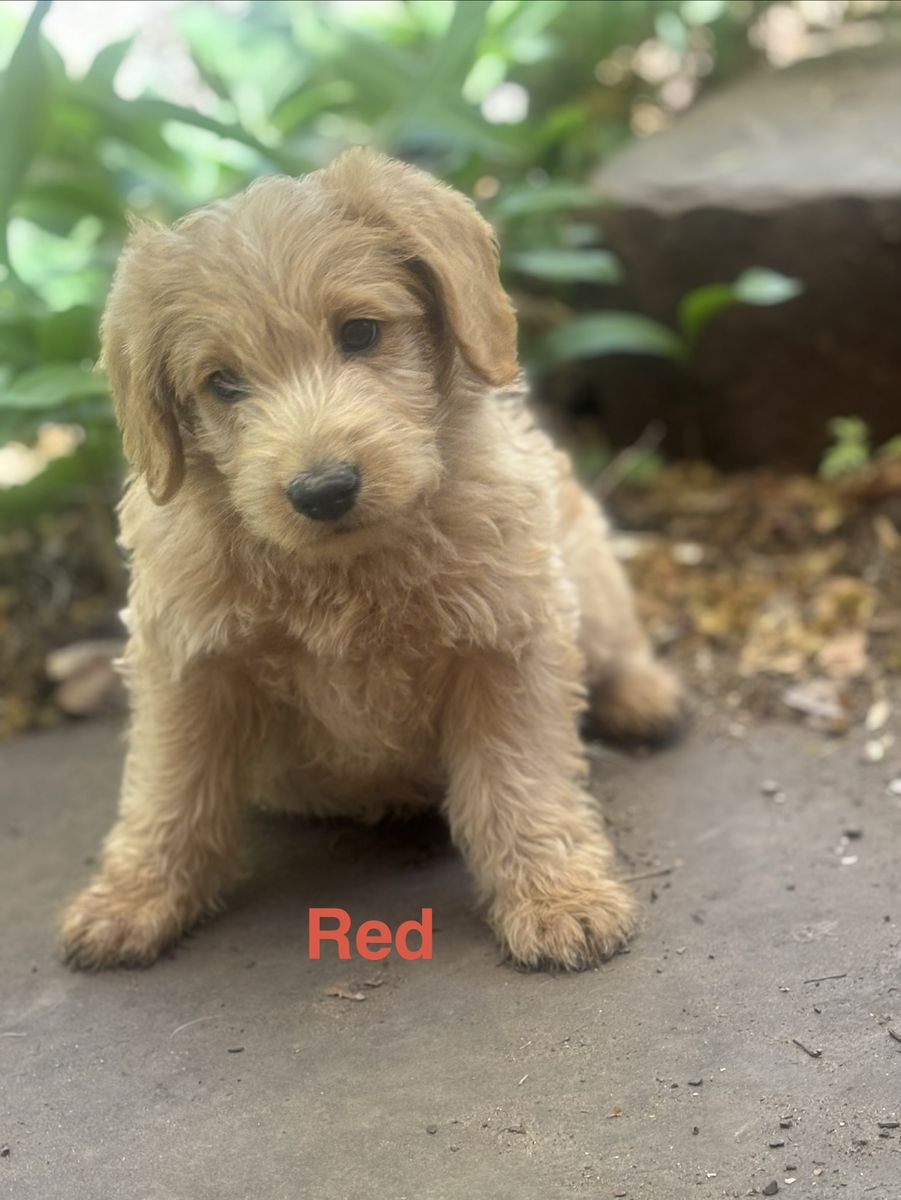 F1 Labradoodle Puppies Available Memorial Day - 3 Males Left