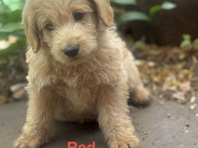 F1 Labradoodle Puppies Available Memorial Day - 3 Males Left
