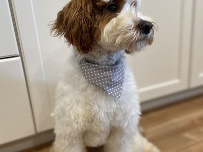 Huck Clear, 10/10, 29% GR, FF, 22lb Goldendoodle