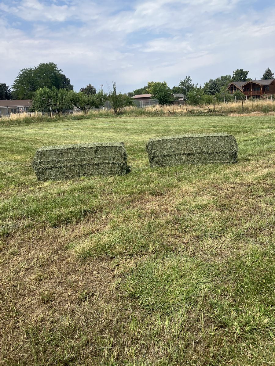 Grass hay