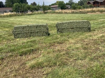 Grass hay