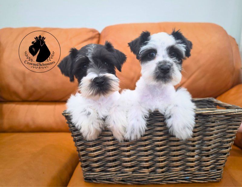 Toy/Mini Schnauzers AKC