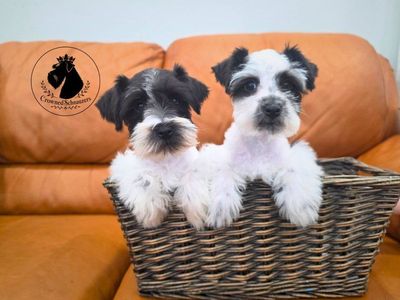 Toy/Mini Schnauzers AKC