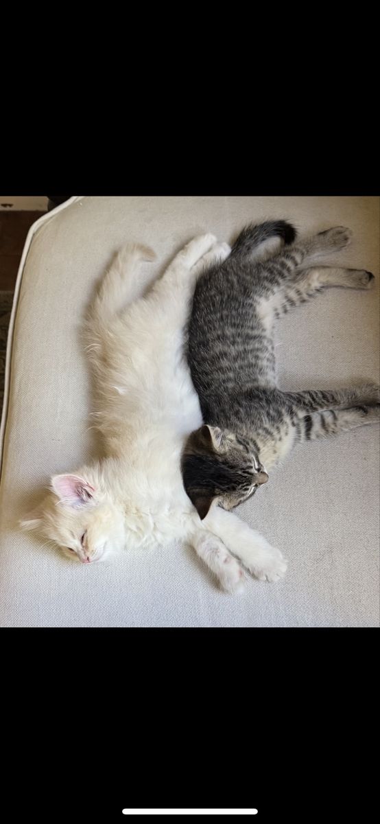 Adorable Kitten Pair: White Fluffy & Tabby - Playful, Litter-Trained, Ready for New Home!