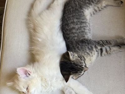 Adorable Kitten Pair: White Fluffy & Tabby - Playful, Litter-Trained, Ready for New Home!