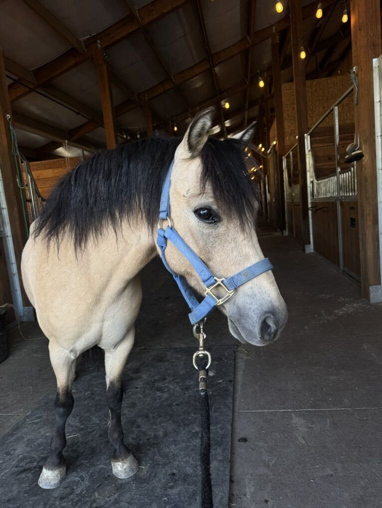 Registered Welsh Pony