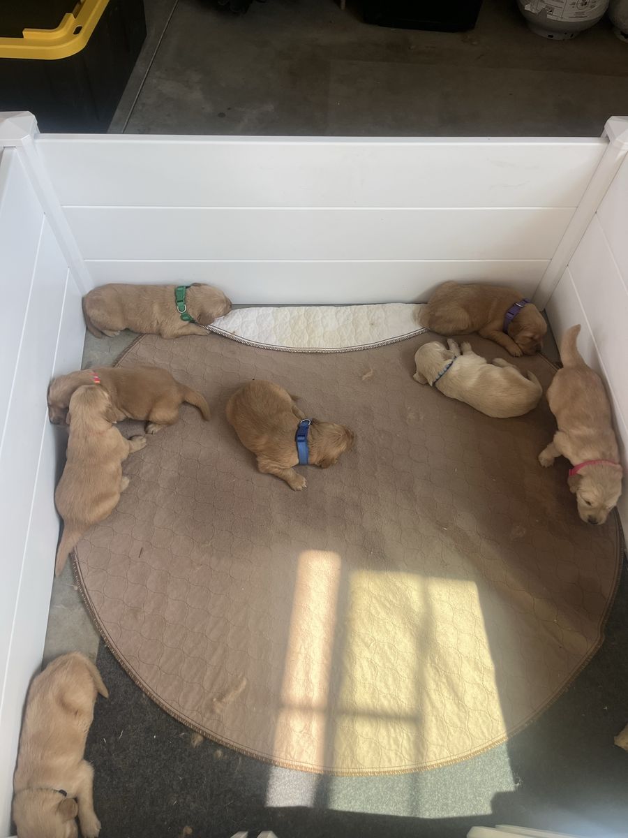 8 AKC Registered Golden Retriever Puppies