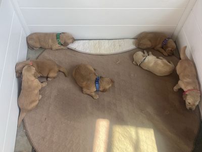 8 AKC Registered Golden Retriever Puppies
