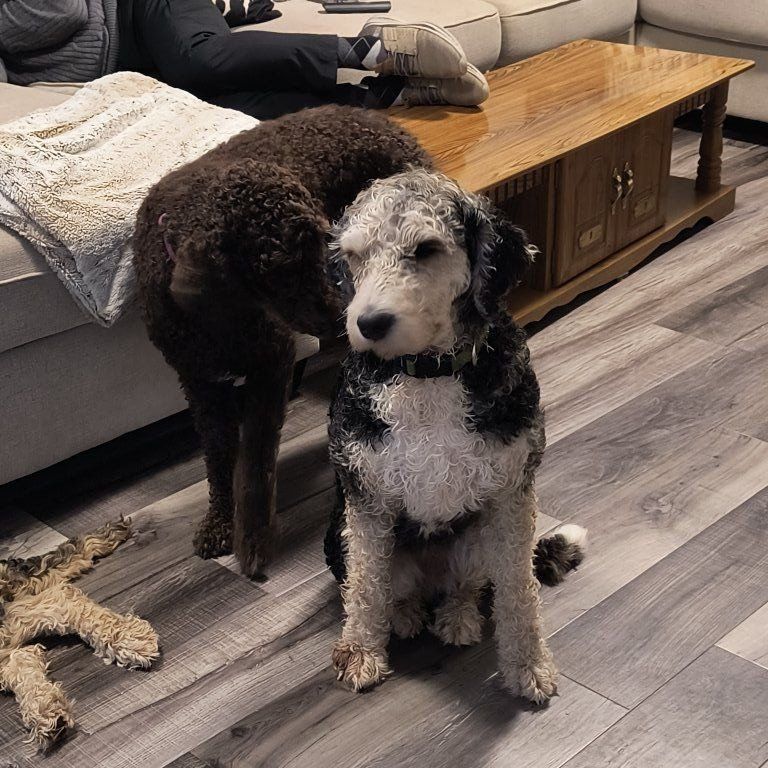 Two breeding age GIRLS looking for new home.