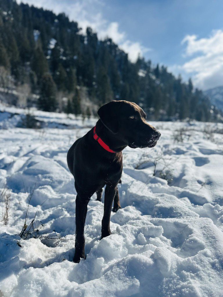 stud dog/ hunting potential