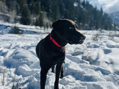 stud dog/ hunting potential