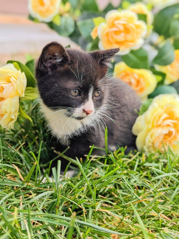 friendly cuddly kittens