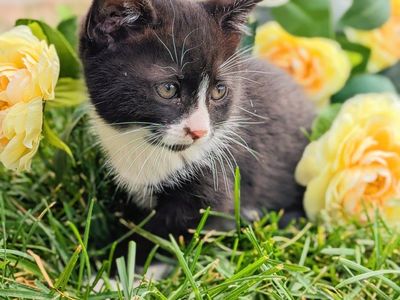 friendly cuddly kittens