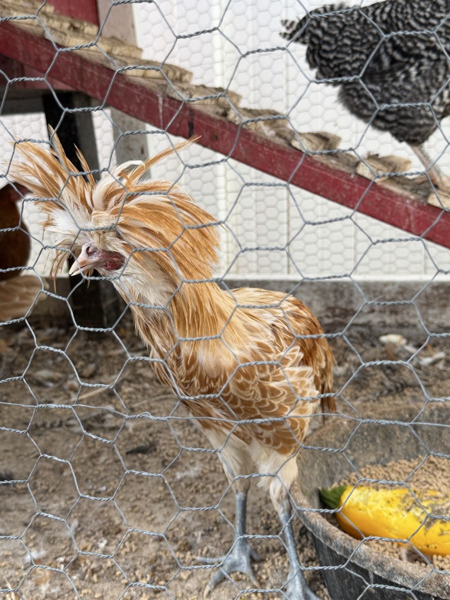 Rehoming Roosters