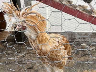Rehoming Roosters