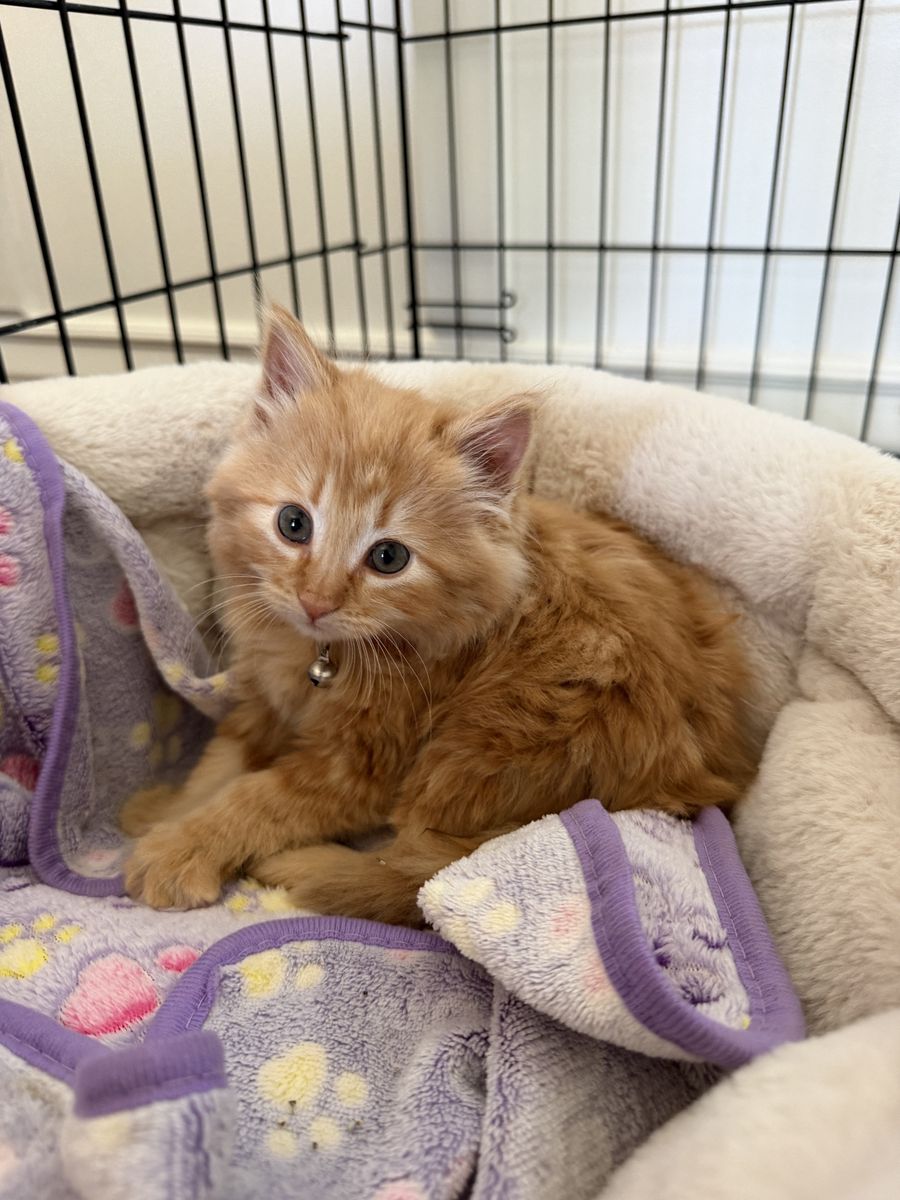 Kitten