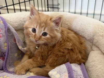 Kitten