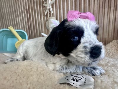 Australian labradoodle puppies