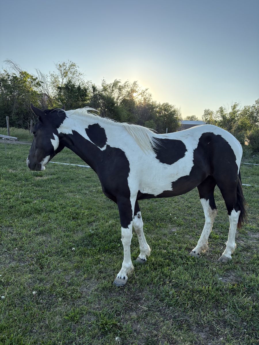 Registered Tobiano Foxtrotter Filly - Sweet, Halter Broke, Eager to Please