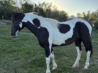 Registered Tobiano Foxtrotter Filly - Sweet, Halter Broke, Eager to Please