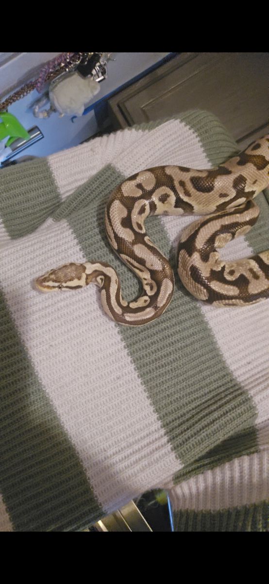 Firefly python and enclosure