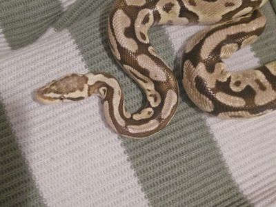 Firefly python and enclosure