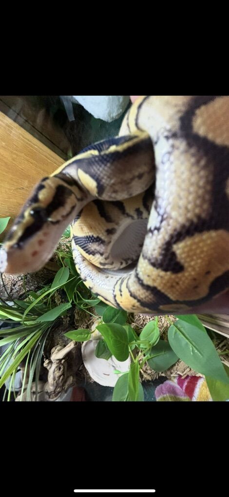 bp 40gal female all in one