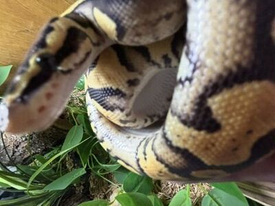 bp 40gal female all in one