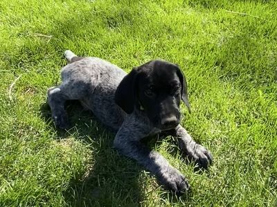 Ready to Go German Shorthaired (shorthair) Pointer Puppy