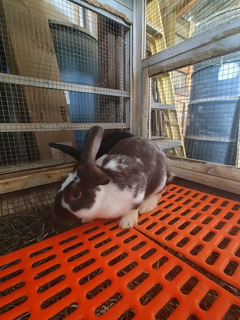 Rex / Satin mix bunny rabbits