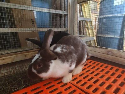 Rex / Satin mix bunny rabbits