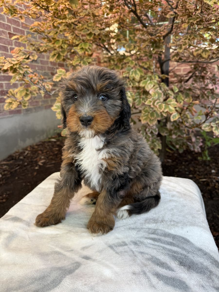 Mini Merle Tricolor Bernedoodle Guardianship