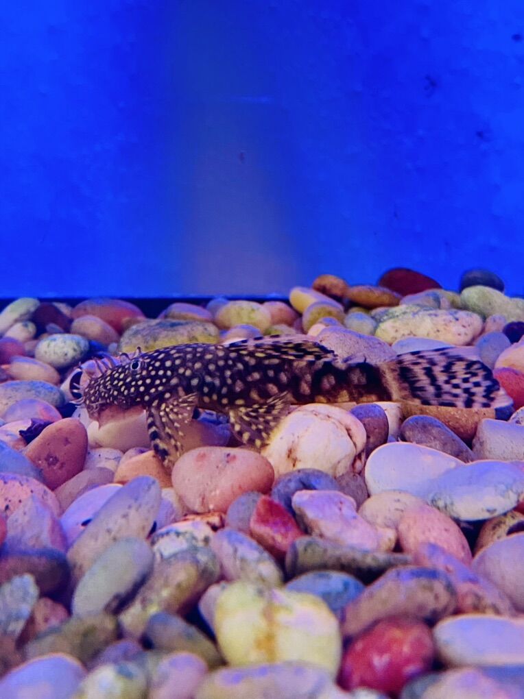 Bushynose Plecos
