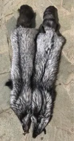 Silver Fox Fur
