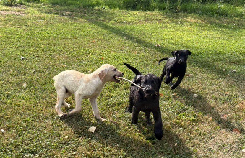 AKC Lab Puppies