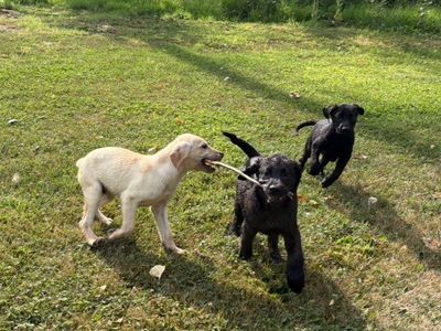 AKC Lab Puppies