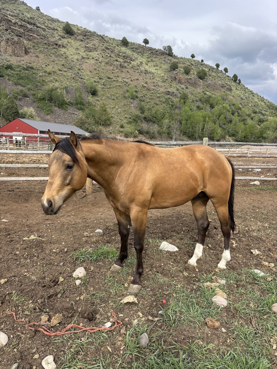 2 year old stallion