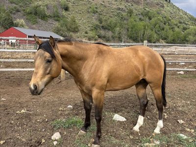 2 year old stallion