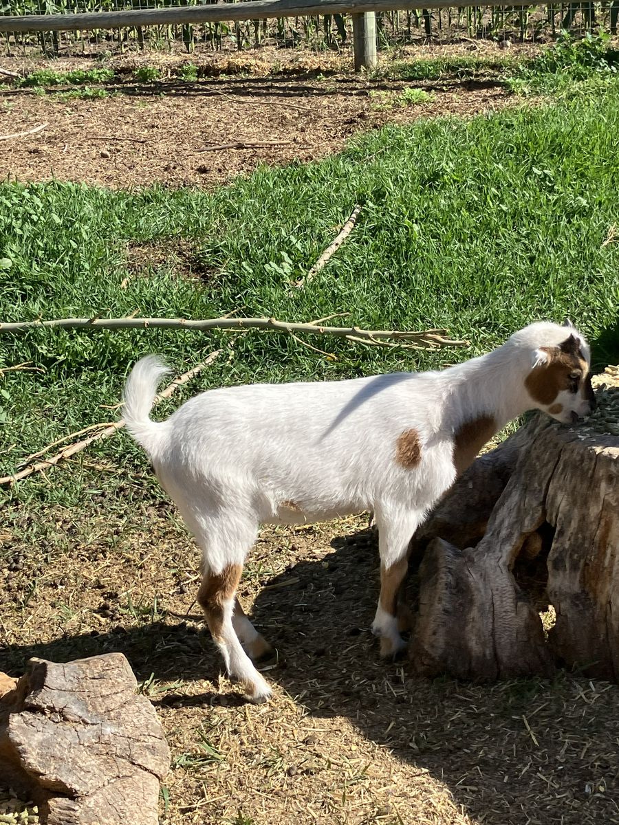 Goat kids