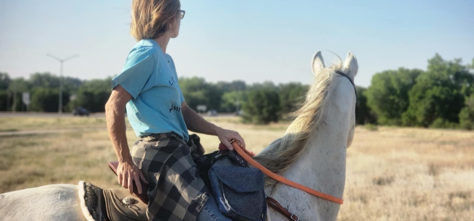 15 Yr Old Arab gelding