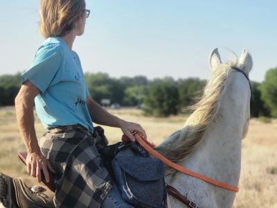 15 Yr Old Arab gelding