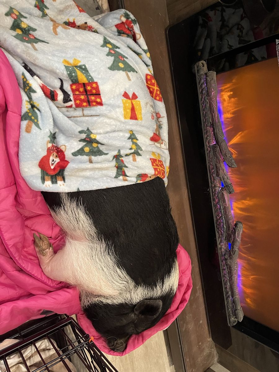 Potbelly Pig - Black & Pink, Female